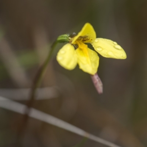 Diuris monticola at Paddys River, ACT - 11 Dec 2018