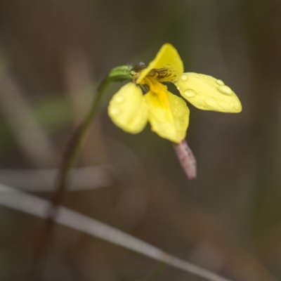 Diuris monticola (Highland Golden Moths) at Paddys River, ACT - 11 Dec 2018 by GlenRyan