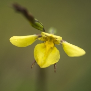 Diuris monticola at Paddys River, ACT - suppressed