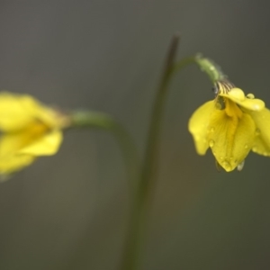 Diuris monticola at Paddys River, ACT - suppressed