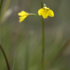 Diuris monticola at Paddys River, ACT - suppressed