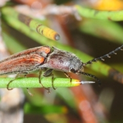 Elateridae (family) (Unidentified click beetle) at Wyanbene, NSW - 9 Dec 2018 by Harrisi