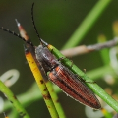 Elateridae (family) at Wyanbene, NSW - 9 Dec 2018 01:49 PM