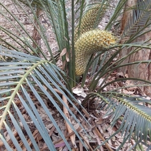 Macrozamia communis at Bawley Point, NSW - suppressed