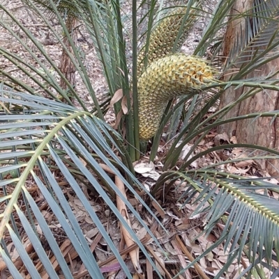 Macrozamia communis (Burrawang) at Meroo National Park - 11 Dec 2018 by GLemann