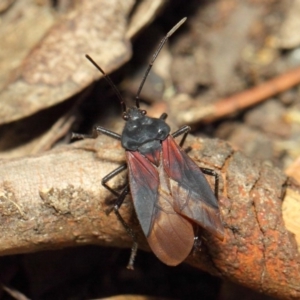 Oncopeltus (Oncopeltus) sordidus at Hackett, ACT - 6 Dec 2018 01:20 PM