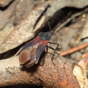 Oncopeltus (Oncopeltus) sordidus at Hackett, ACT - 6 Dec 2018 01:20 PM