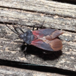 Oncopeltus (Oncopeltus) sordidus at Hackett, ACT - 6 Dec 2018 01:20 PM