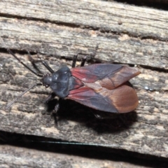 Oncopeltus (Oncopeltus) sordidus at Hackett, ACT - 6 Dec 2018