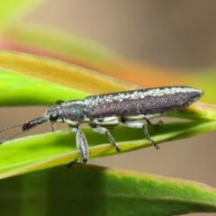 Rhinotia sp. (genus) (Unidentified Rhinotia weevil) at Acton, ACT - 6 Dec 2018 by TimL