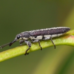 Rhinotia sp. (genus) at Acton, ACT - 6 Dec 2018 01:32 PM