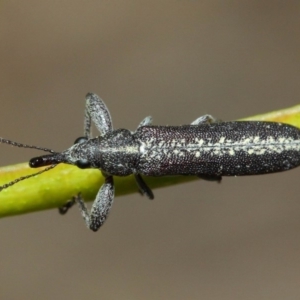 Rhinotia sp. (genus) at Acton, ACT - 6 Dec 2018 01:32 PM