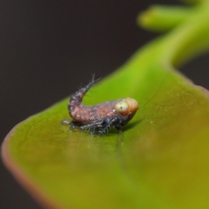 Cicadellidae (family) at Acton, ACT - 6 Dec 2018