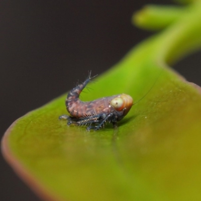 Cicadellidae (family) (Unidentified leafhopper) at Acton, ACT - 6 Dec 2018 by TimL