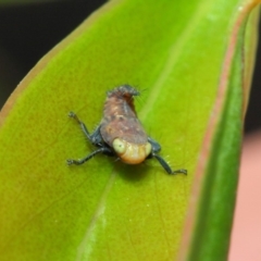 Cicadellidae (family) at Acton, ACT - 6 Dec 2018