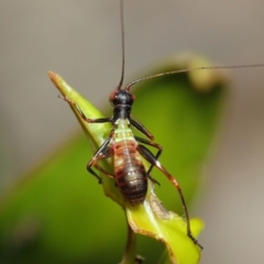 Tettigoniidae (family) at Acton, ACT - 6 Dec 2018