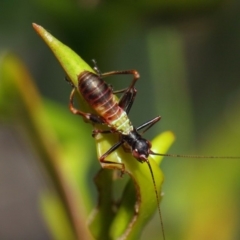 Tettigoniidae (family) at Acton, ACT - 6 Dec 2018