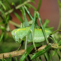 Caedicia sp. (genus) (Katydid) at Hackett, ACT - 6 Dec 2018 by TimL