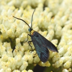 Pollanisus subdolosa or other (A Forester moth) at Hackett, ACT - 6 Dec 2018 by TimL