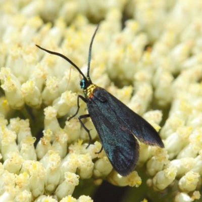 Pollanisus subdolosa or other (A Forester moth) at Hackett, ACT - 6 Dec 2018 by TimL