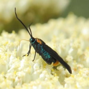 Pollanisus subdolosa or other at Hackett, ACT - 6 Dec 2018