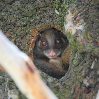 Pseudocheirus peregrinus (Common Ringtail Possum) at ANBG - 6 Dec 2018 by Tim L