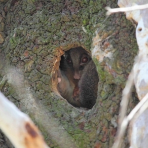 Pseudocheirus peregrinus at Acton, ACT - 6 Dec 2018