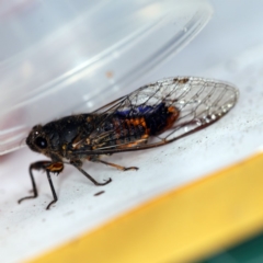 Yoyetta robertsonae (Clicking Ambertail) at O'Connor, ACT - 10 Dec 2018 by ibaird