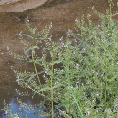 Veronica anagallis-aquatica (Blue Water Speedwell) at Tharwa, ACT - 9 Dec 2018 by MichaelBedingfield