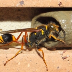 Sceliphron formosum at Evatt, ACT - 6 Dec 2018