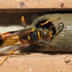 Sceliphron formosum at Evatt, ACT - 6 Dec 2018