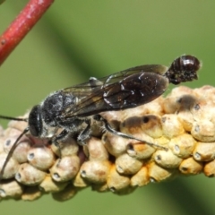 Thynninae (subfamily) (Smooth flower wasp) at Acton, ACT - 6 Dec 2018 by TimL