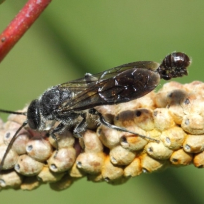 Thynninae (subfamily) (Smooth flower wasp) at ANBG - 6 Dec 2018 by TimL