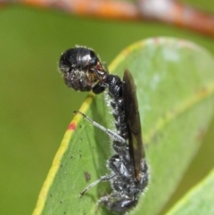 Thynninae (subfamily) at Acton, ACT - 6 Dec 2018 01:44 PM