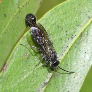 Thynninae (subfamily) at Acton, ACT - 6 Dec 2018