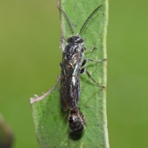 Thynninae (subfamily) at Acton, ACT - 6 Dec 2018 01:44 PM