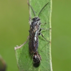 Thynninae (subfamily) at Acton, ACT - 6 Dec 2018