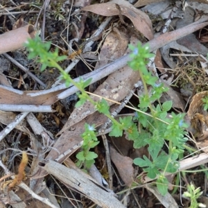 Veronica arvensis at Bolaro, NSW - 6 Dec 2018 12:54 PM