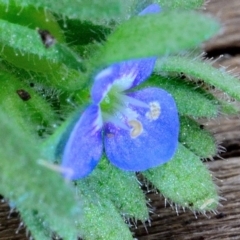 Veronica arvensis at Bolaro, NSW - 6 Dec 2018 12:54 PM