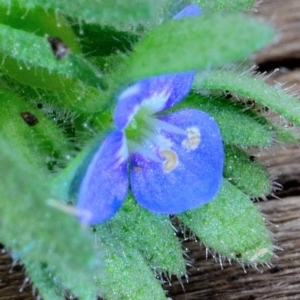 Veronica arvensis at Bolaro, NSW - 6 Dec 2018 12:54 PM