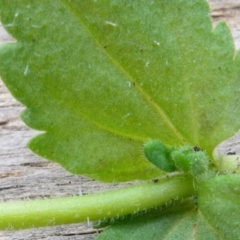 Veronica arvensis at Bolaro, NSW - 6 Dec 2018