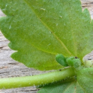 Veronica arvensis at Bolaro, NSW - 6 Dec 2018