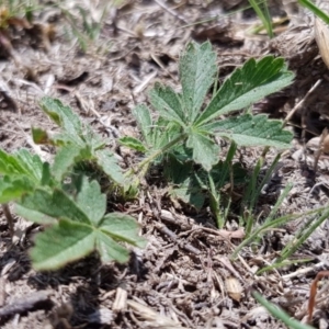 Potentilla recta at Amaroo, ACT - 13 Dec 2018