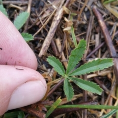 Potentilla recta at Amaroo, ACT - 13 Dec 2018