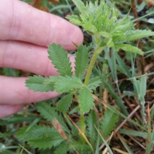 Potentilla recta at Amaroo, ACT - 13 Dec 2018