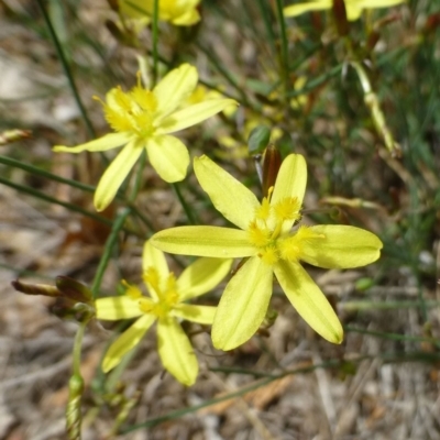 Tricoryne elatior (Yellow Rush Lily) at Griffith Woodland - 11 Dec 2018 by RWPurdie