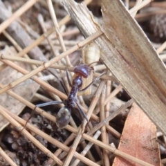 Iridomyrmex purpureus (Meat Ant) at Lake Ginninderra - 11 Dec 2018 by Christine