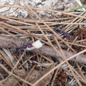 Iridomyrmex purpureus at Belconnen, ACT - 11 Dec 2018