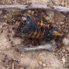 Monomorium sp. (genus) (A Monomorium ant) at Lake Ginninderra - 11 Dec 2018 by Christine