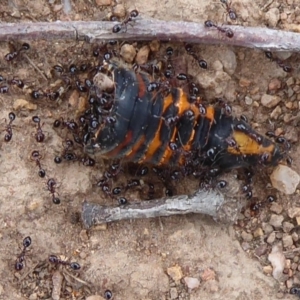 Monomorium sp. (genus) at Belconnen, ACT - 11 Dec 2018